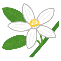白い花のイラスト